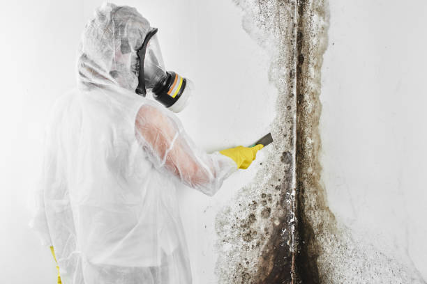 Best Fast Mold Removal  in Poteau, OK