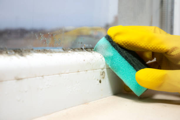  Poteau, OK Mold Removal Pros