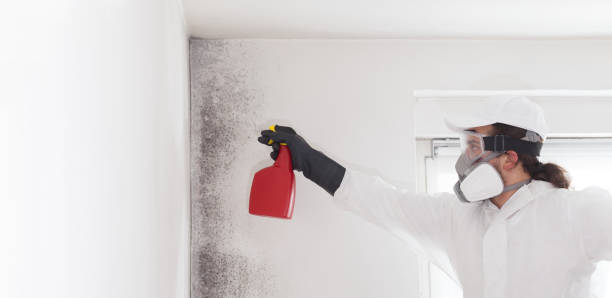 Best Professional Mold Removal  in Poteau, OK