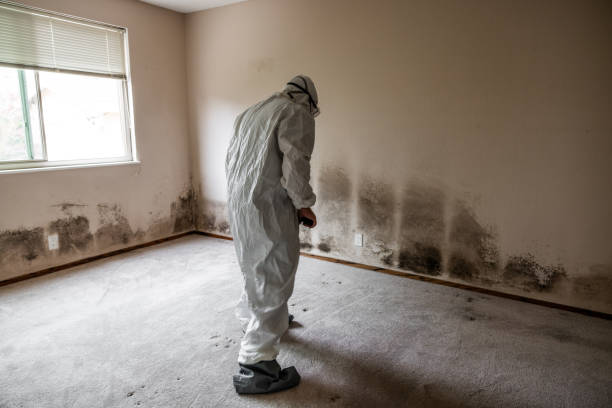 Professional Mold Removal in Poteau, OK