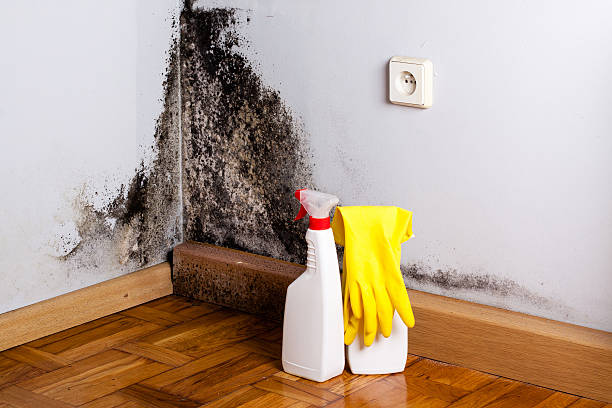 Best Same-Day Mold Removal  in Poteau, OK